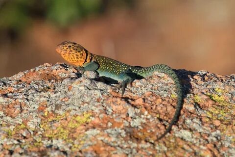 Free Images : nature, wildlife, fauna, lizard, gecko, close up.