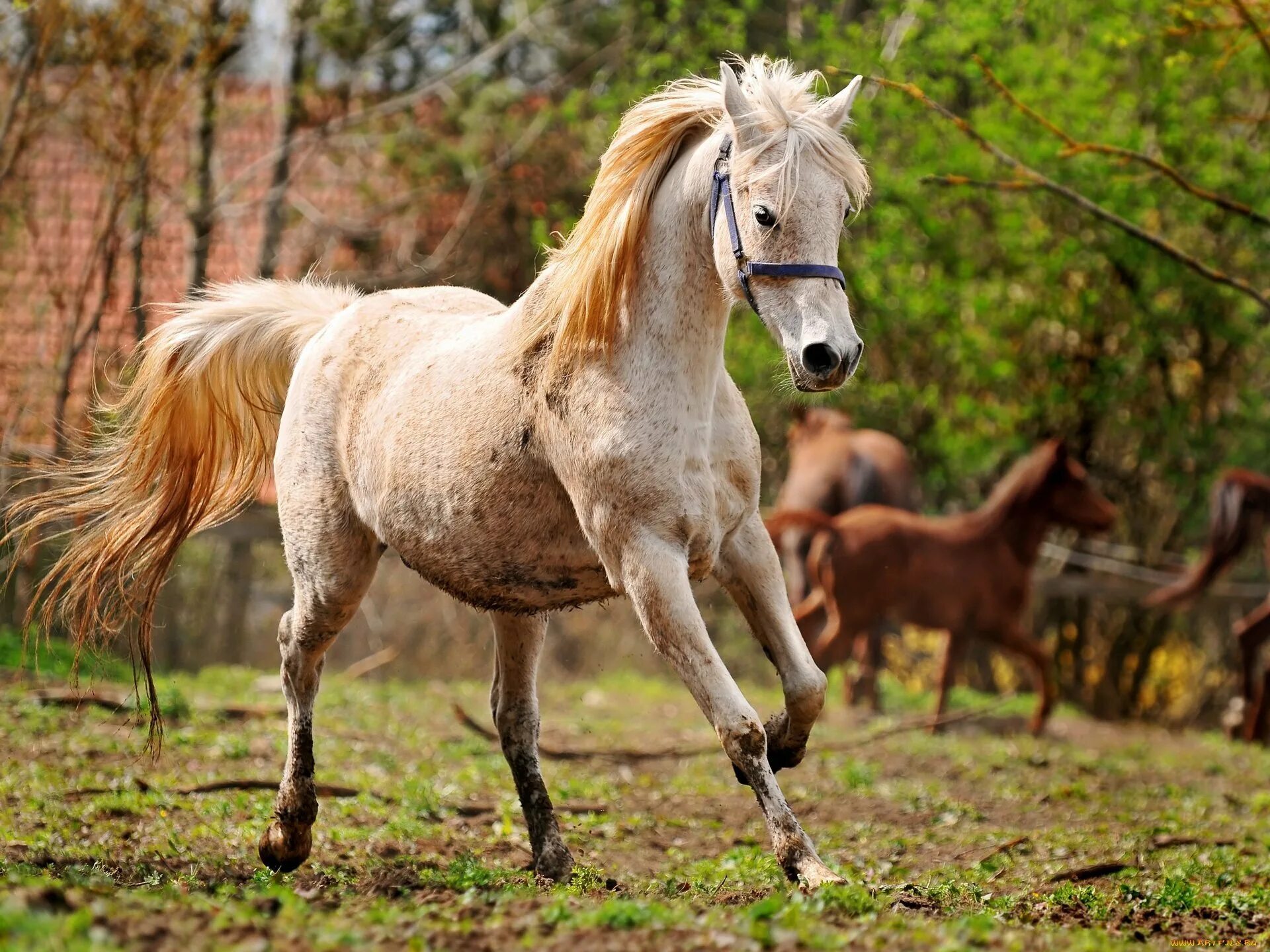 Видео про лошадок. Лошади породы Тайгер. Андалузская лошадь. Картинки лошадей красивые. Очень красивые лошади.