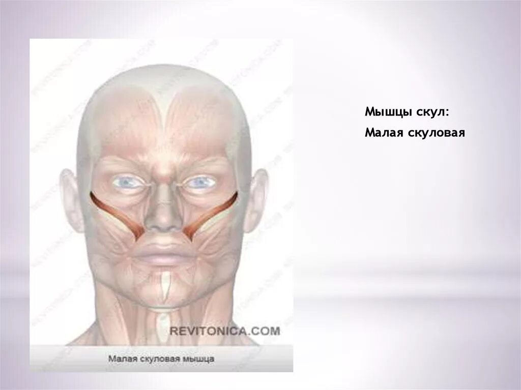 Мышца гордецов функция. Мышца поднимающая верхнюю губу и крыло носа. , мышца, поднимающая верхнюю гу.
