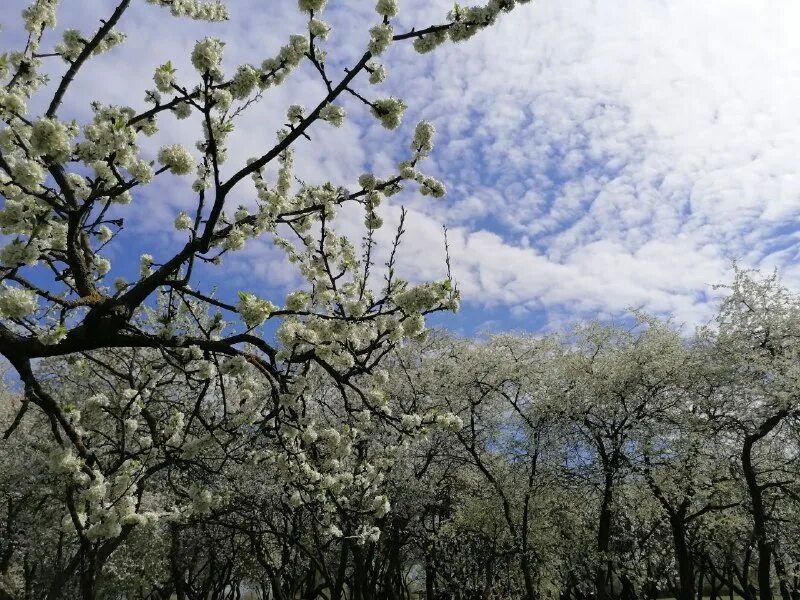 Когда проходит цветение. Весна цветущие плоды. Когда пройдет цветение. Когда пройдет цветение. Цветущее дерево миндаля.