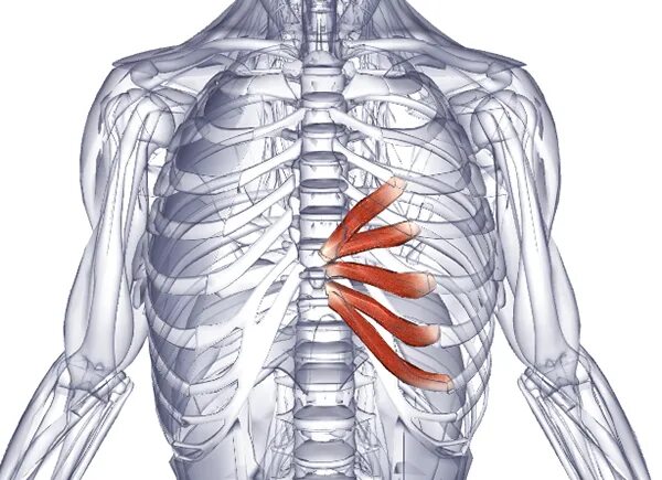 Levatores costarum. Классификация мышц груди. Поверхностные мышцы грудины анатомия. Наружные межреберные мышцы прикрепление. Глубокие мышцы груди.