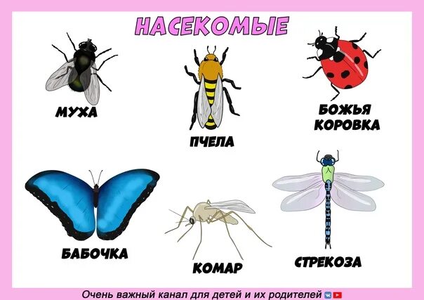 Цвета в названиях насекомых. Фото насекомых выучить для детей с названиями. 10 слов названий насекомых. с какой буквы пишутся название насекомых?. уточни название»: насекомые, обувь, цветок общие названия.