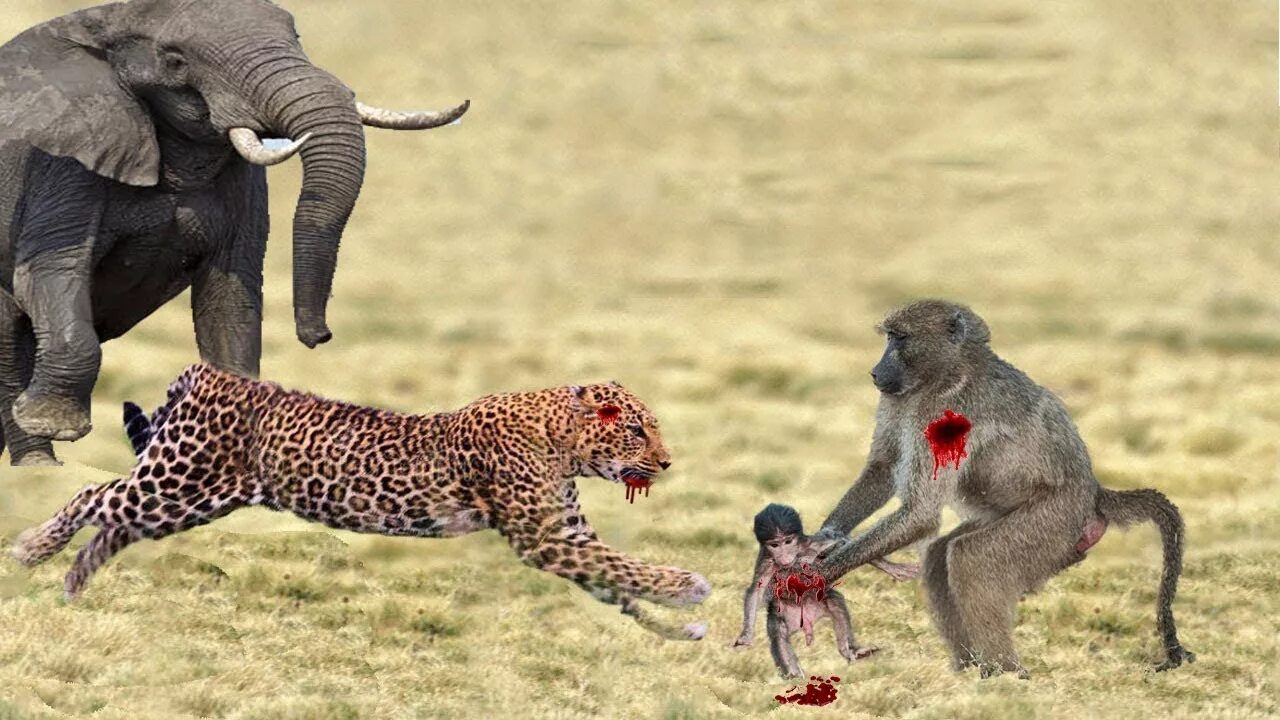 Павиан и леопард. Бабуины леопард. Леопард. Павиан и леопард. Детеныш бабуина.