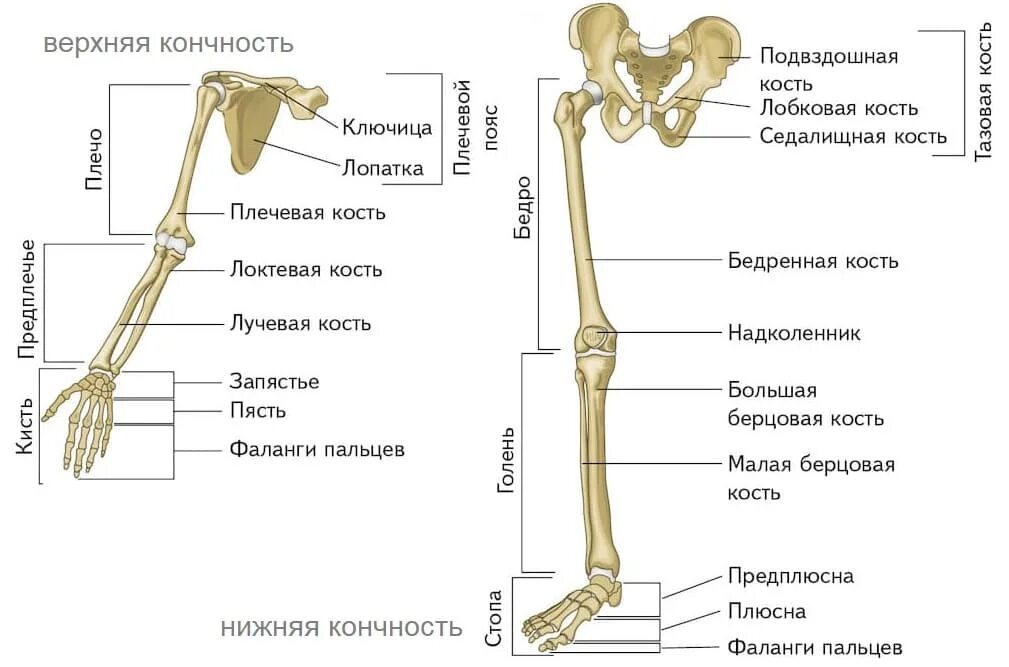 Анатомия нижней конечности человека. Скелет верхней и нижней конечности анатомия. Строение скелета верхней конечности (отделы и кости). Кости нижних конечностей анатомия строение. Скелет верхних конечностей человека анатомия таблица.