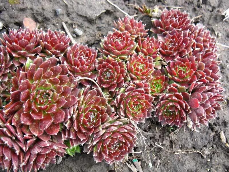 Молодило выращивание. Молодило. Молодило Даллас Рой Бардо. Sempervivum Fidel.