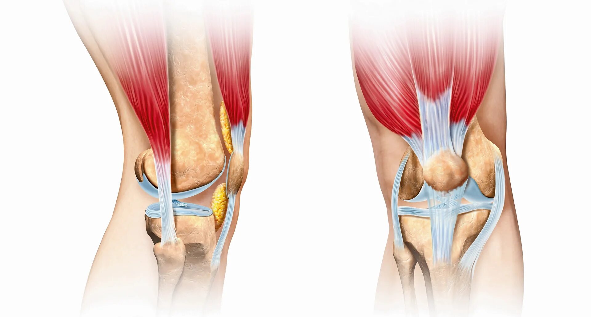 Сколько заживает сухожилие. Коленный сустав кости связки мышцы. Мышечно связочный аппарат коленного сустава. Суставы хрящи сухожилия и связки. Крестообразные связки коленного сустава анатомия.