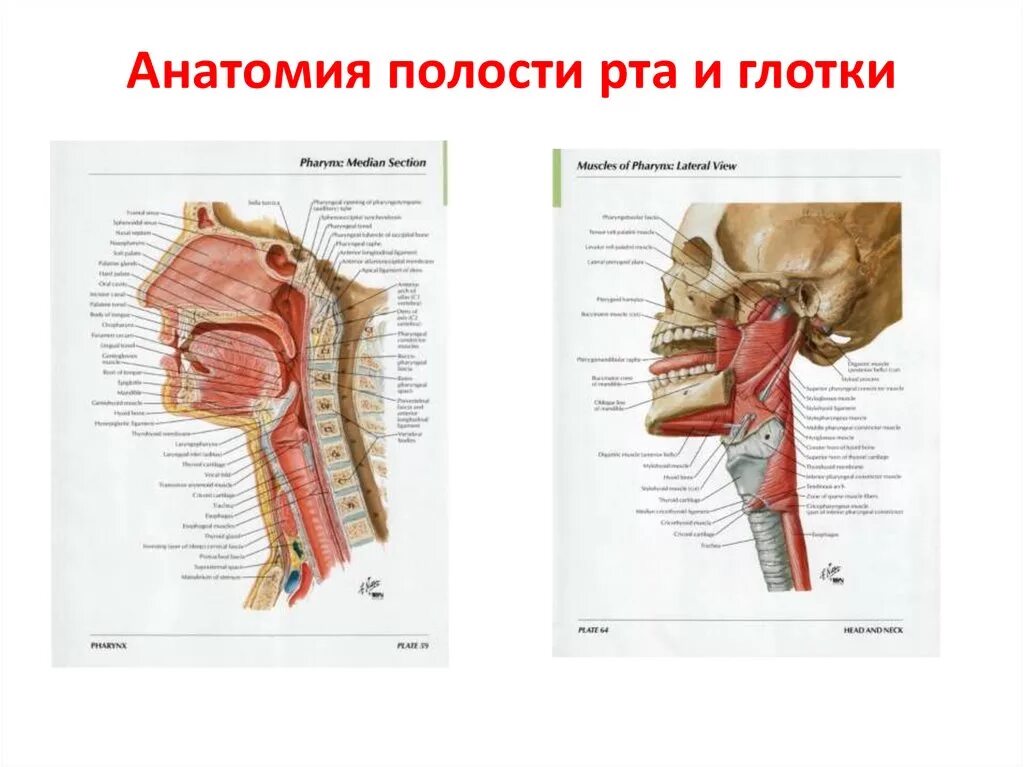 Ротовое отверстие глотка. Ротовая полость анатомия. Структура ротовой полости и глотки. Анатомия строение рта и глотки.