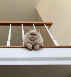20 котиков