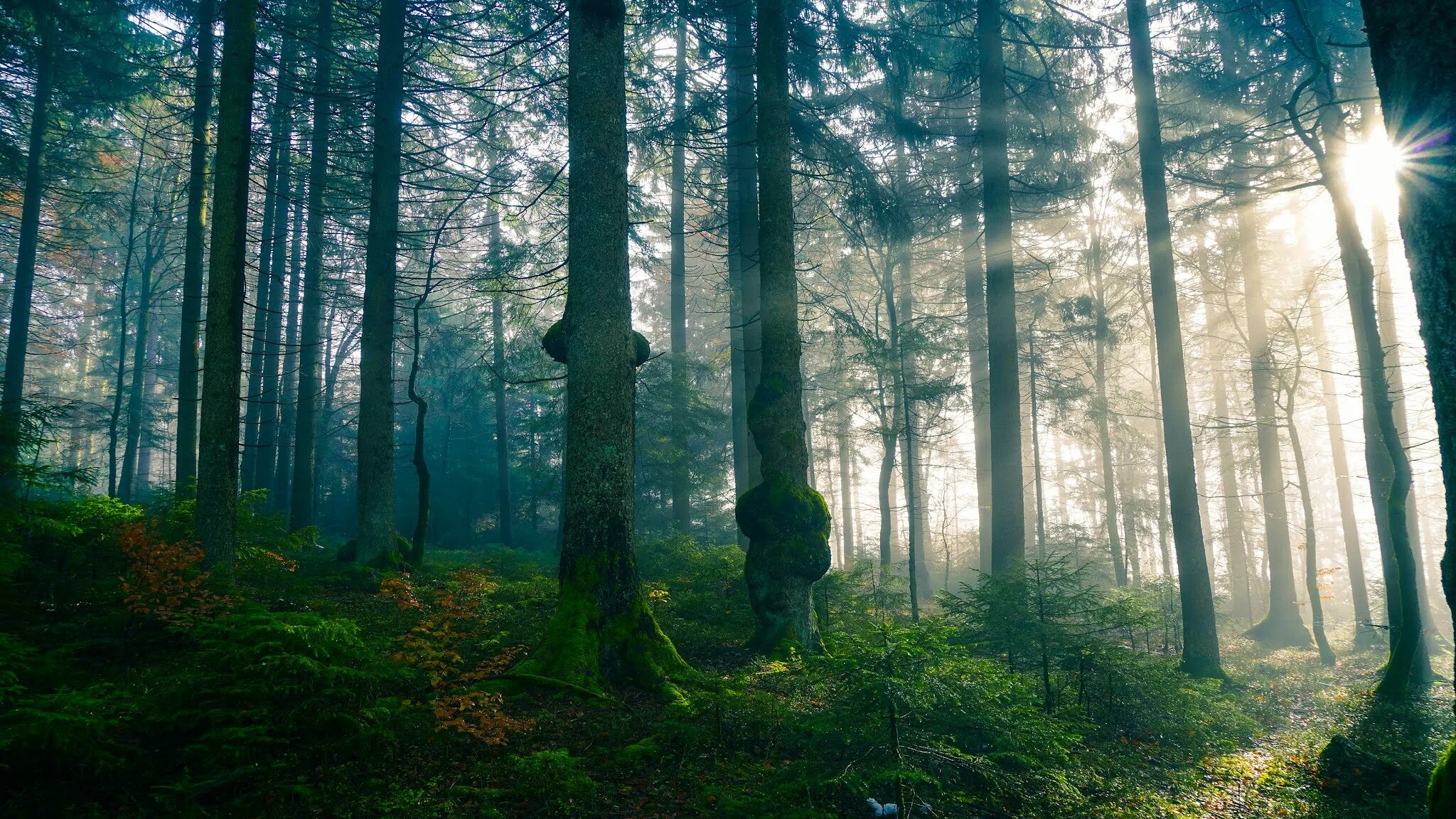 Forest 4. Шварцвальд тропа. Forest 4. Тропинка в лесу. Forest 4.