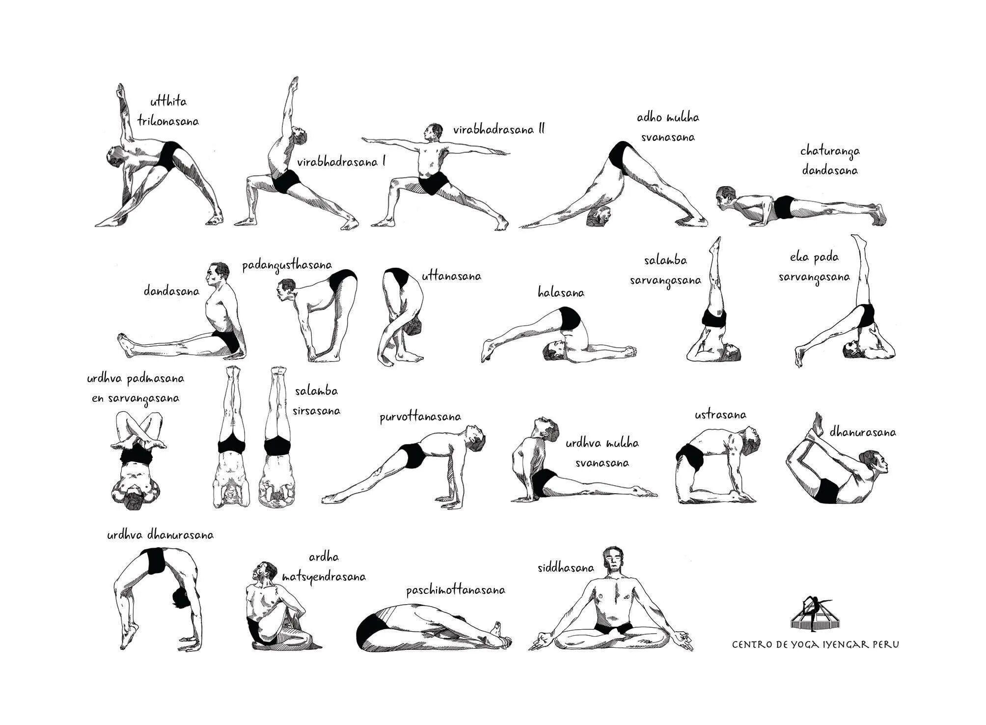 Каталог асан. Базовые асаны йоги для начинающих. Основные асаны йоги Айенгара. Йога Айенгара схема. Айенгара йога асаны с картинками.