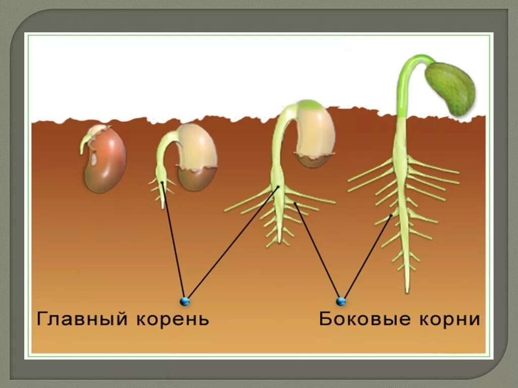 Корневая система проростка фасоли. Развитие главного корня из зародышевого корешка семени. Строение корня проростка фасоли. Формирование корневой системы.