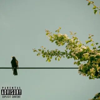 Сайт birds