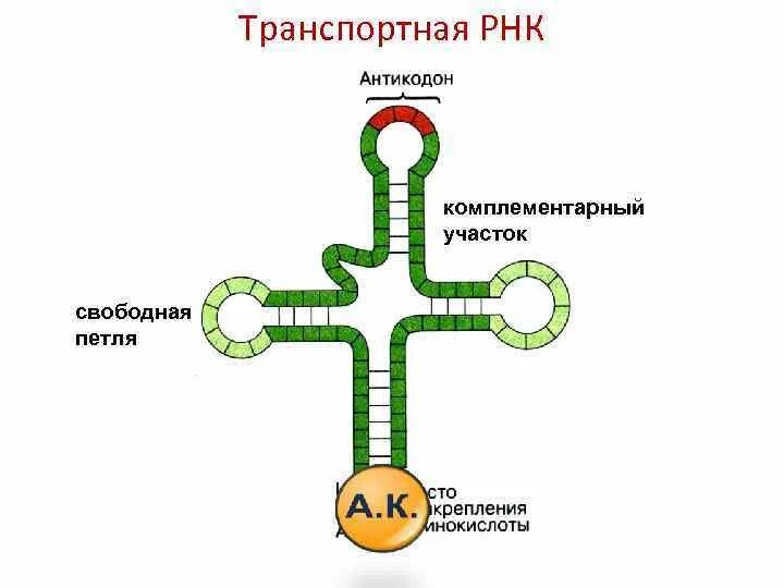 Трнк содержит. Структура трнк схема. схема строения молекулы трнк. строение трнк рисунок. структурная формула трнк.