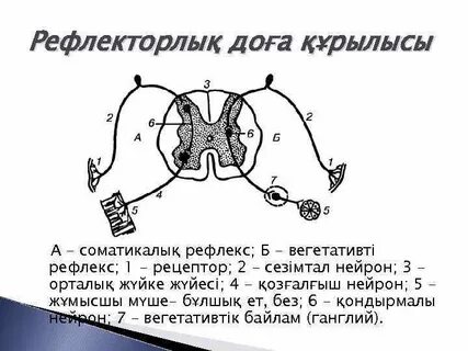 Рефлекс доғасы