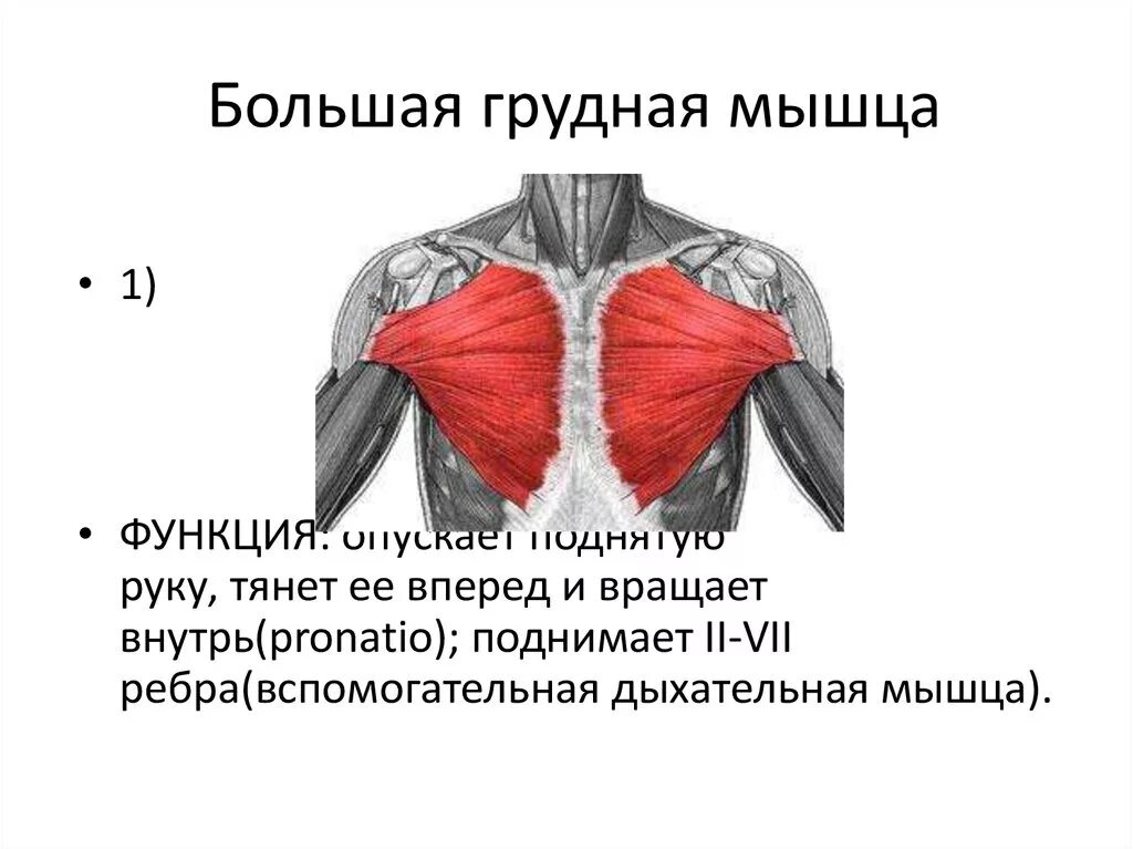 Функия большой грудной мышцы. Грудино реберная часть большой грудной мышцы. Функции прикрепления большой грудной мышцы. Укажите функцию большой грудной мышцы.