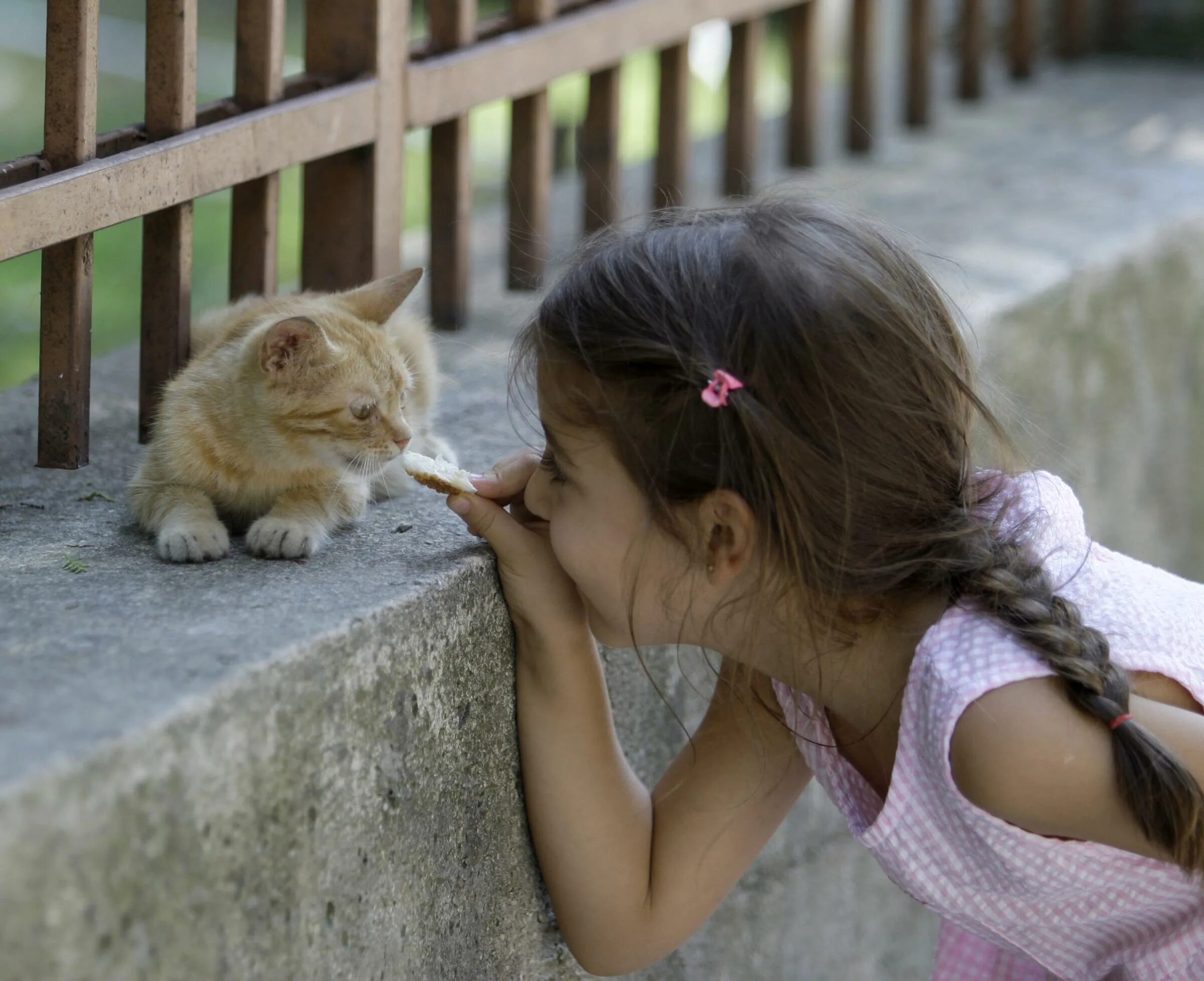 дети и бездомные животные. безнадзорные собаки и люди. девочка помогает животным. безнадзорные домашние собаки. забота о собаке.