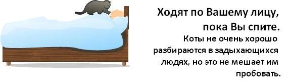 Как понять что кот хочет спать. Как понять что кот хочет кошечку. Как понять что хочет кошка.