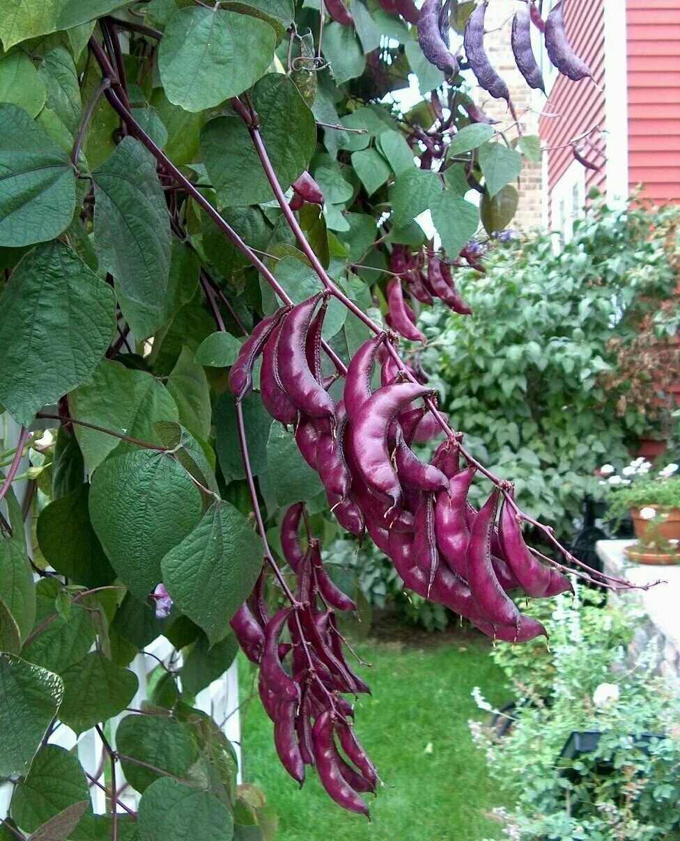 фасоль вьющаяся огненно-красная. фасоль вьюн. декоративная фасоль долихос. гиацинтовые бобы долихос. фасоль вьющаяся голден файер.