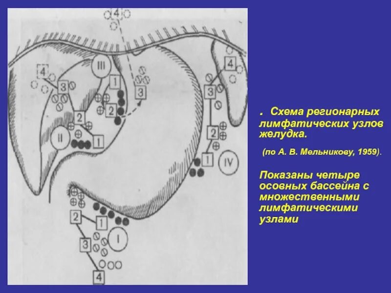 Японская классификация лимфоузлов желудка. Группы лимфатических узлов желудка. Регионарные узлы желудка. Группы регионарных лимфатических узлов желудка.