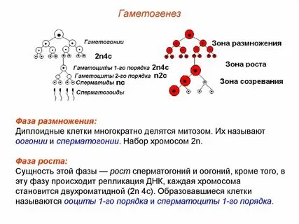 Какой набор хромосом содержит яйцеклетка