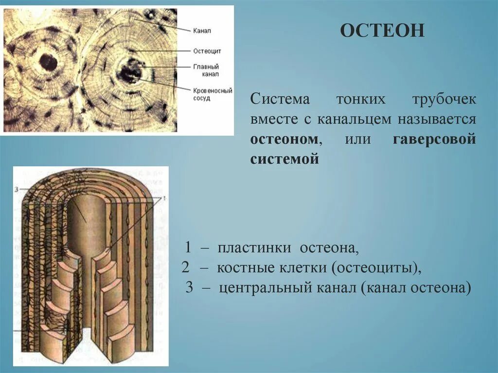 Остеон гаверсова система. Структура кости Остеон. Строение остеона анатомия. Строение костей Остеон. Остеон 1