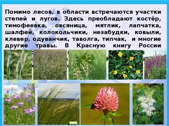 Край московской области окружающий мир. Разнообразие природы родного края. Растительный мир Подмосковья. Травы родного края. Растения родного края.
