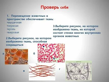 Движение организма какая ткань обеспечивает