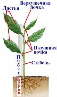 Место прикрепление листьев и почек к стеблю