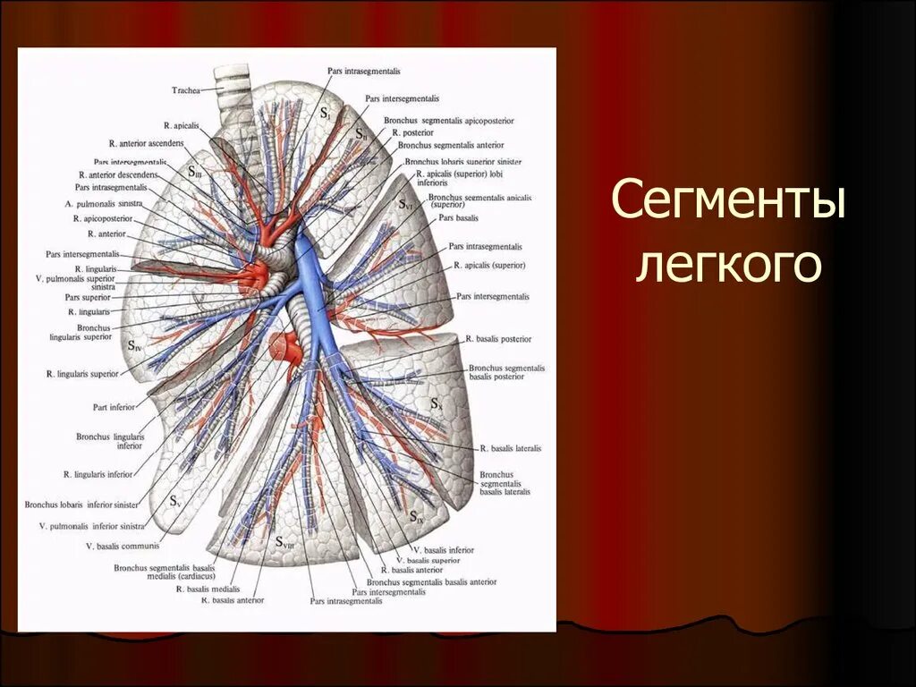 Легочные артерии анатомия. Анатомия легочной артерии сегменты. Сегменты правого легкого. Сегментарные сосуды легких. Легкие артерии и вены