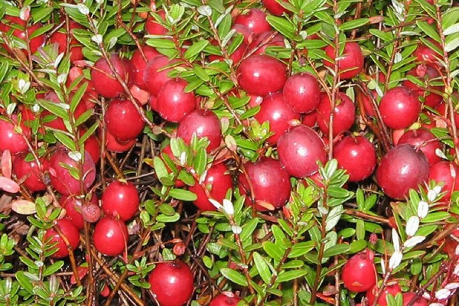 Клюква северянка. Клюква садовая крупноплодная. Клюква сорт бен лир. Описание сортов клюквы. Клюква садовая крупноплодная.