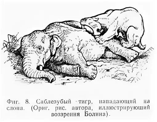 Нападение саблезубого тигра описание история