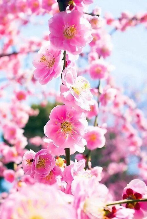 Pin by Oля Ольга on мир цветов Wallpaper nature flowers, Flower background wallp