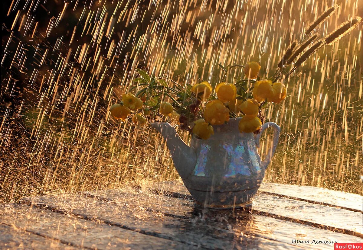 Самый дождливый месяц лета. Утро лето. Дождь и солнце. Желтый дождь. Дождик и солнце.