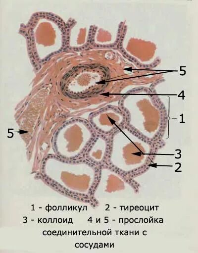 Фолликулярные клетки щитовидной железы. Строение фолликула щитовидной железы. Щитовидная железа тиреоциты. Строение тиреоцитов. Фолликул тироцита