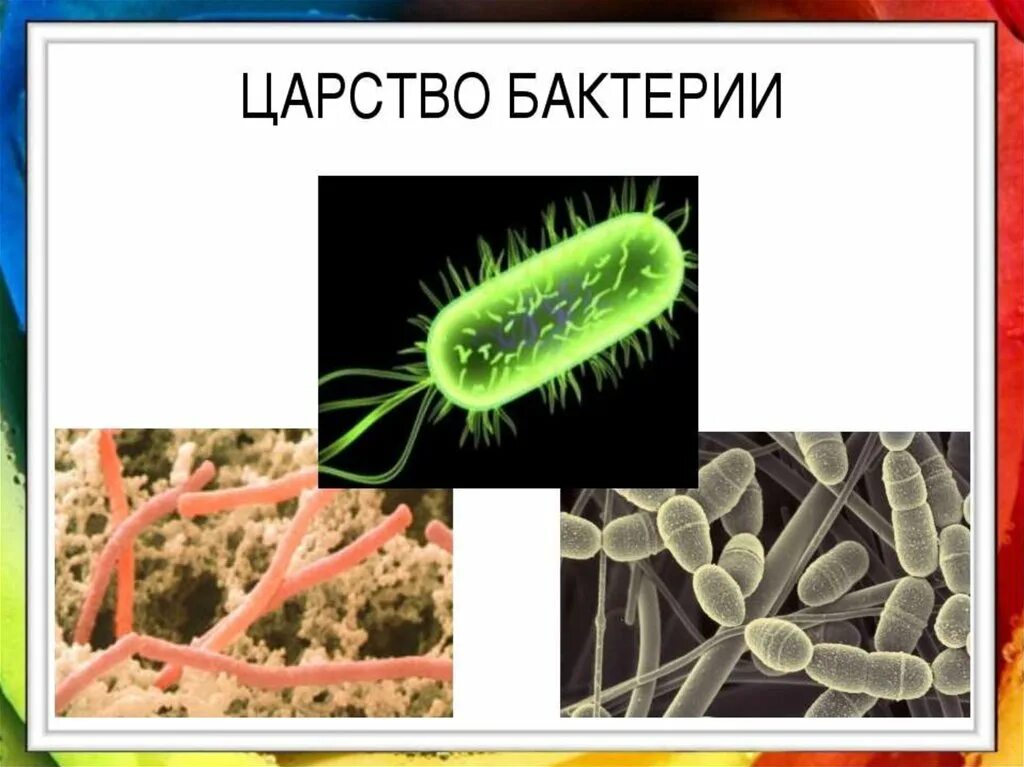 Царство бактерий примеры. Царство бактерий 5 класс. Биология царство живой природы бактерии. Царство живой природы 5 класс биология бактерии. Царство бактерий 5 класс биология.