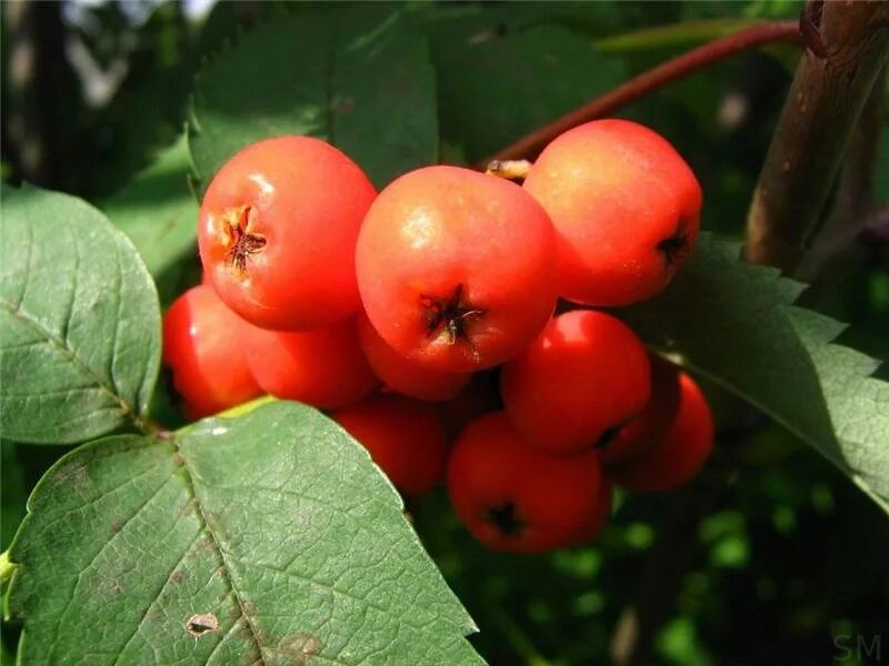 Плод рябины 5. Рябина обыкновенная плоды. Sorbus sambucifolia. Арония с плодами - дерево. Красные плоды.