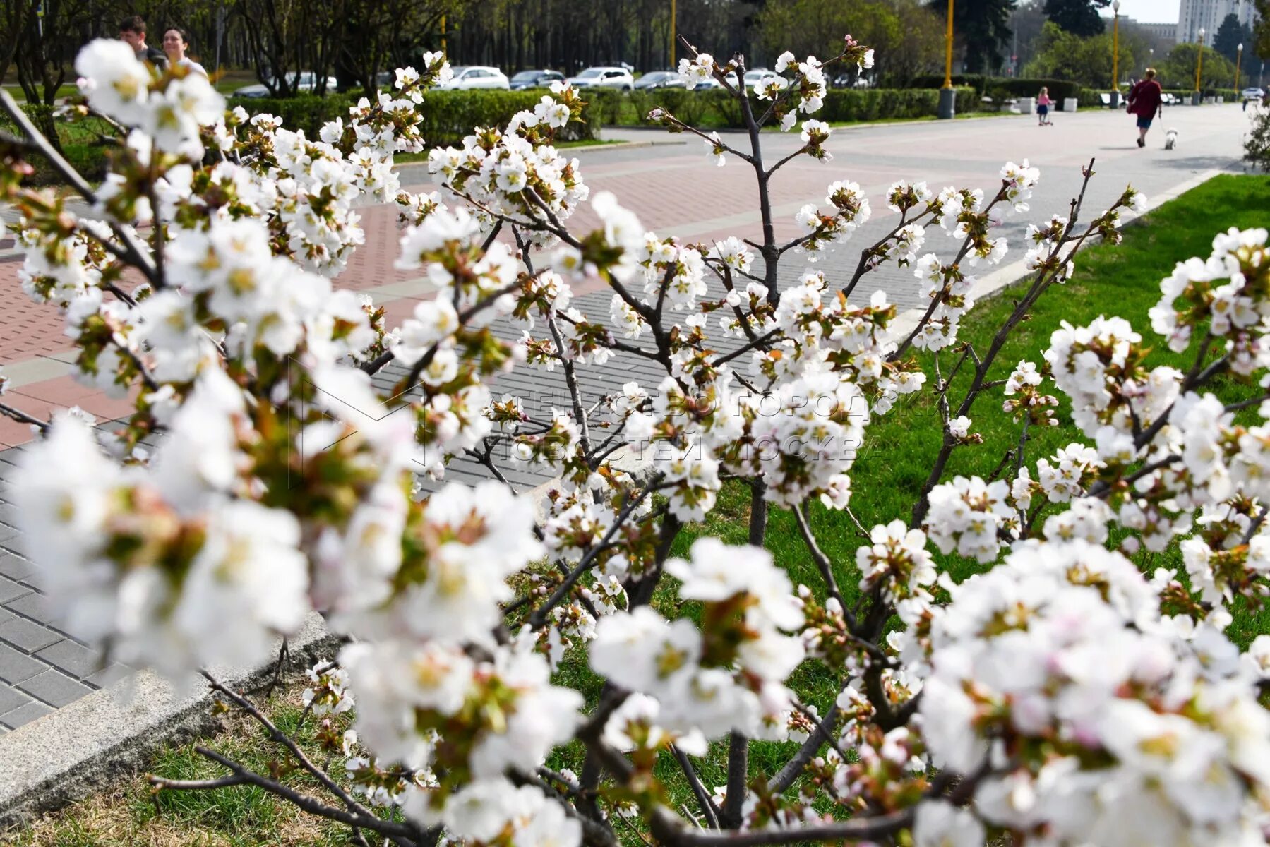 Екатерининский парк в москве цветение. Екатерининский парк в москве сакура. Екатерининский парк розовые яблони. Екатерининский парк цветение яблонь. Екатерининский парк цветение яблонь.