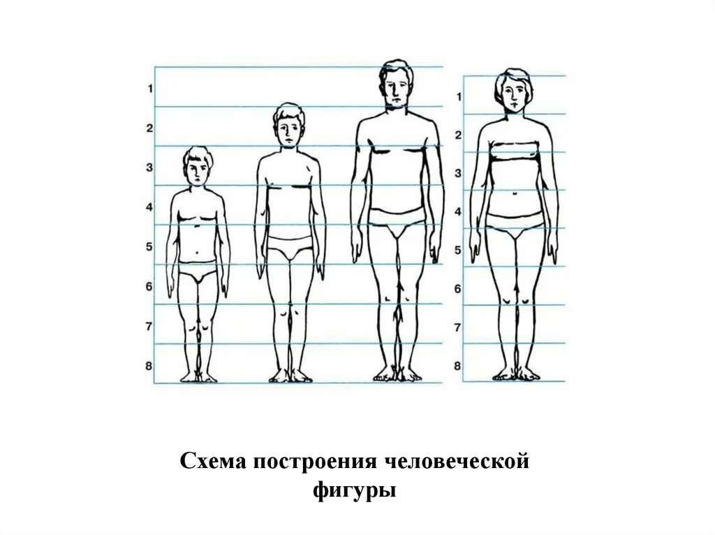 Изображение фигуры человека. Пропорции человека. Пропорции фигуры человека. Пропорции человека схема.