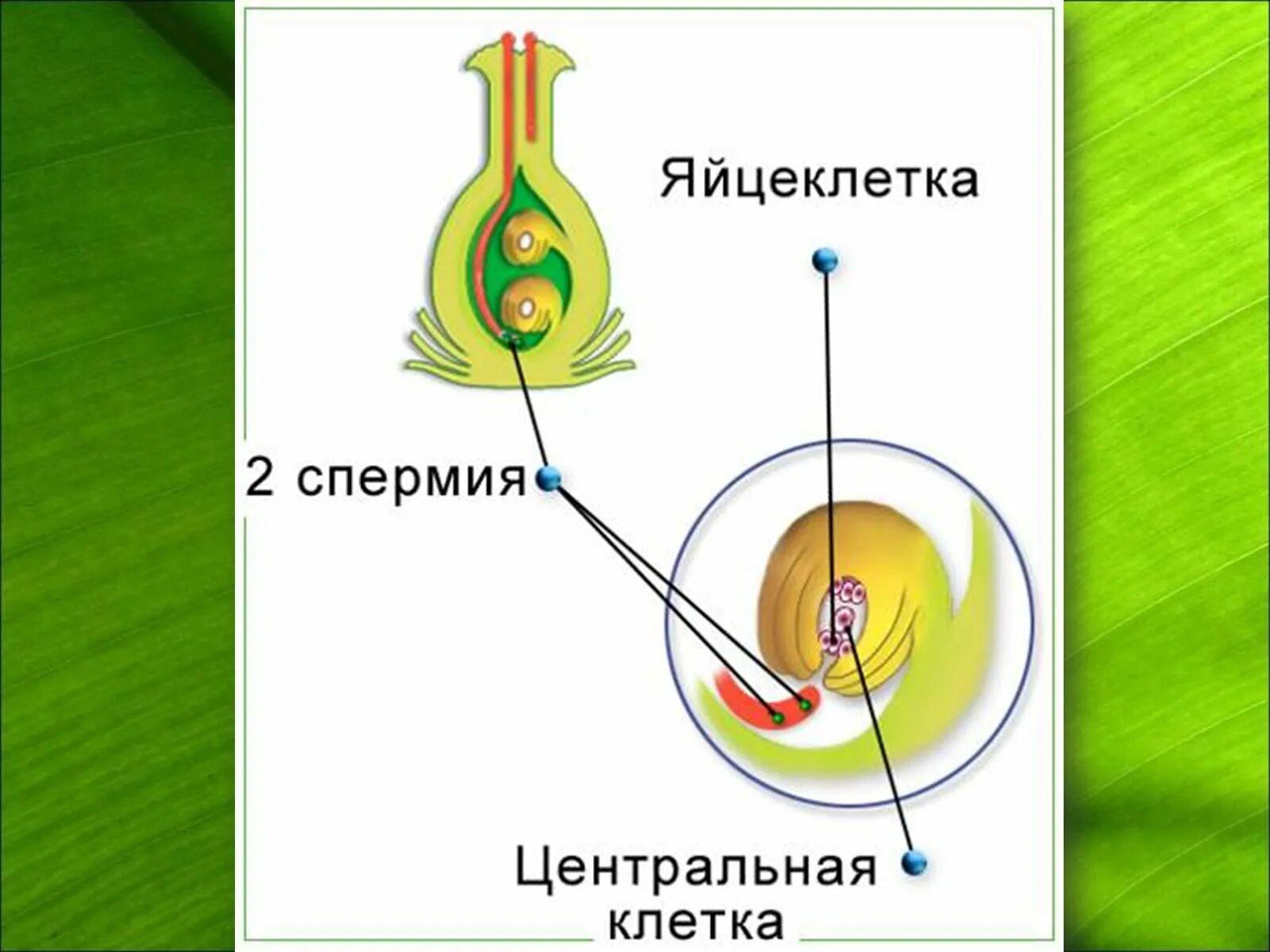 Двойное оплодотворение у растений открыл. Процесс двойного оплодотворения цветковых растений. Спермий цветковых растений. Двойное оплодотворение у цветковых растений схема 10 класс. Схема двойного оплодотворения у цветковых растений 6 класс биология.