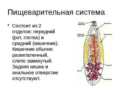 Замкнутая пищеварительная система характеристика