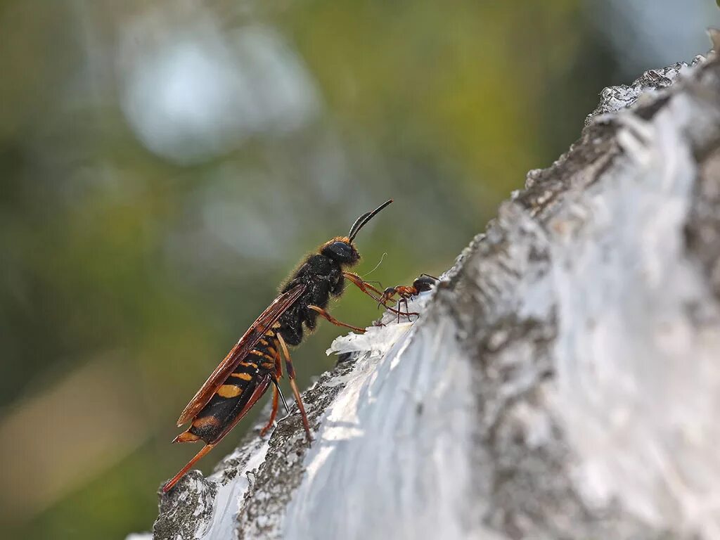 Tremex columba