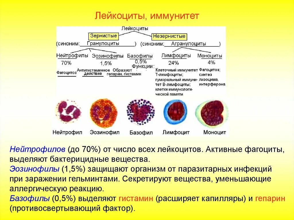 Зернистые и незернистые лейкоциты. Лейкоциты незернистые моноциты. Зернистые лейкоциты базофилы. Разновидности лейкоцитов фагоциты и лимфоциты. Гистамин и гепарин