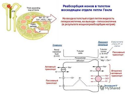 Почечная реабсорбция натрия