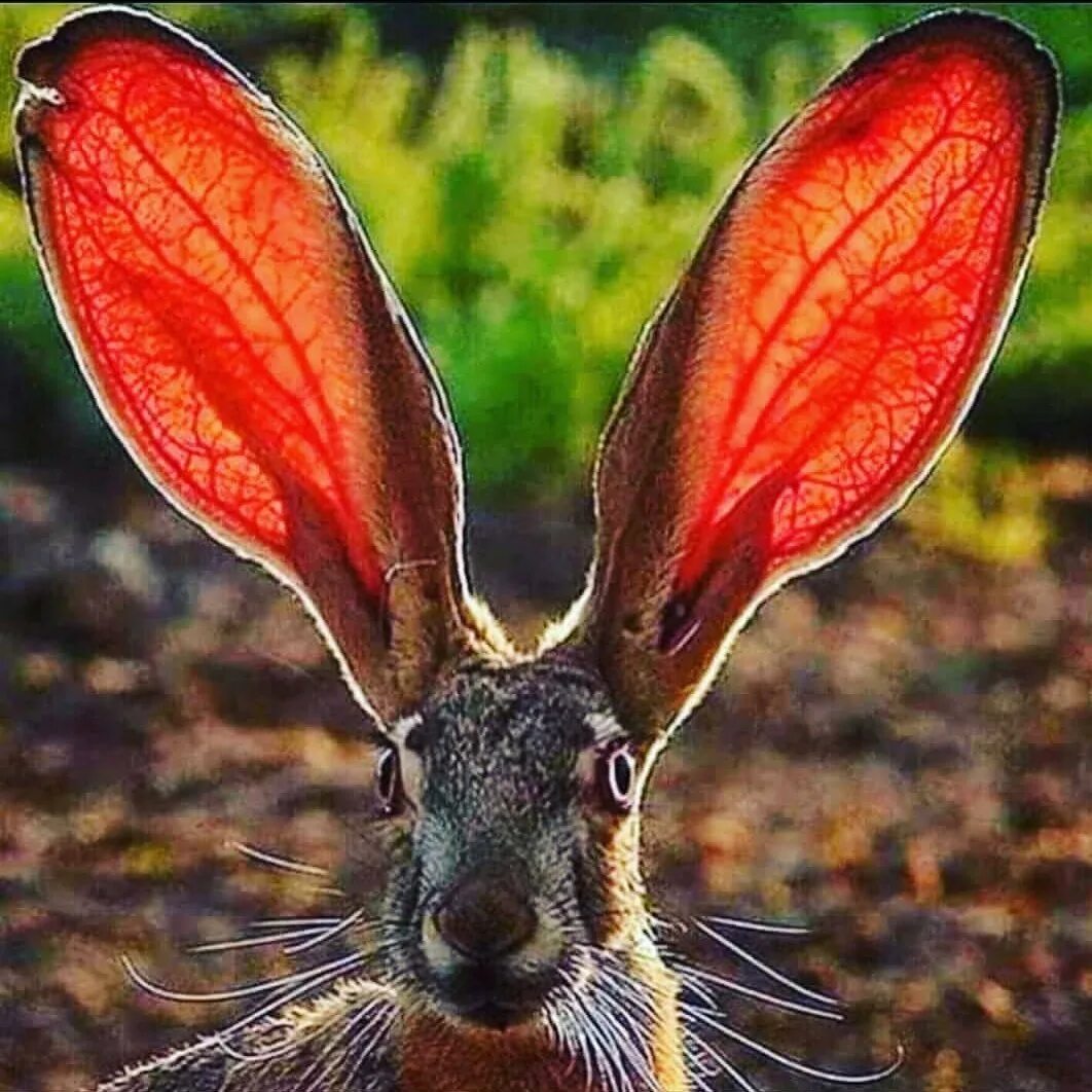 Иберийский заяц Португалия. Зверь с большими ушами. Длинные уши. Уши зайца.