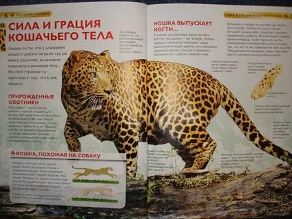 Детская энциклопедия кошки