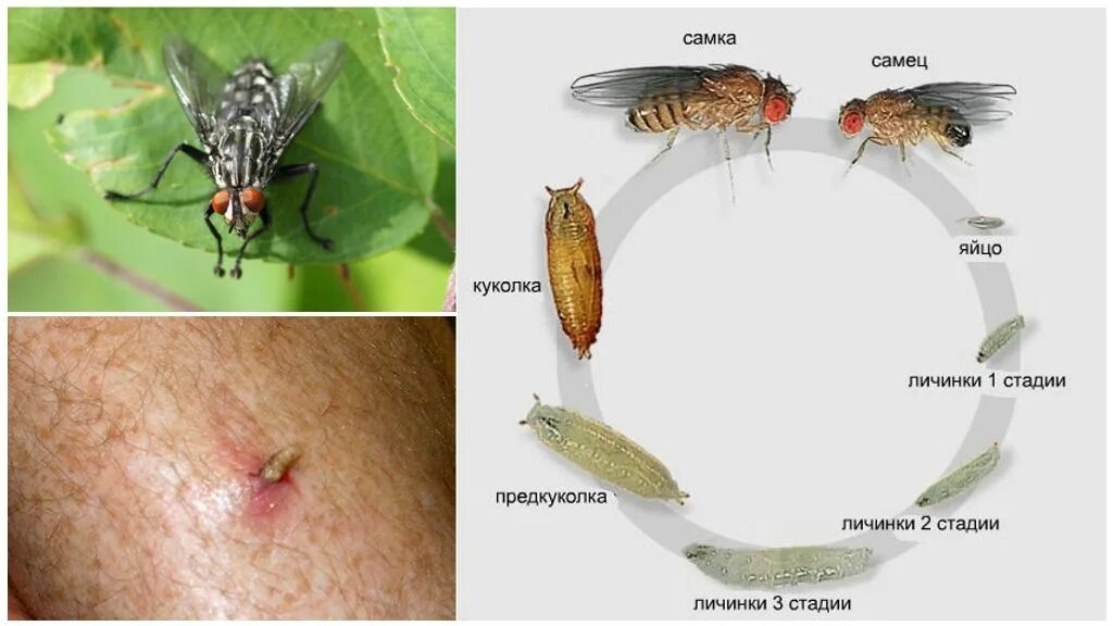 Как понимать муху. Вольфартова Муха личинки. Личинки вольфартовой мухи питаются. Вольфартова Муха цикл развития. Вольфратова Муха личинки.