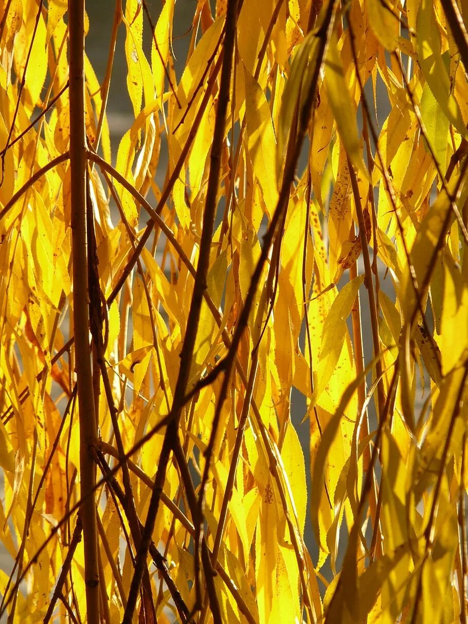 Сентябрь багряной веткой ивы. Плакучая Ива листья. Ива желтая плакучая. Ива листья ивы. Ивняк листья.
