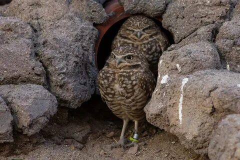 Owl cirkel