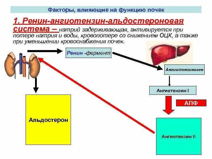 Эффекты ренин ангиотензин альдостероновая системы. Ренин-ангиотензин-альдостероновая система (РААС) РААС. Ренин-ангиотензин-альдостероновая система альдостерон. 1. Ренин- ангиотензин альдостероновая система.