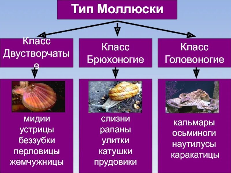 Внешнее строение брюхоногих двустворчатых головоногих. Брюхоногие моллюски представители. систематика головоногих моллюсков 7 класс. тип моллюски класс двустворчатые представители. к какому классу относится моллюск.